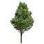 3dRender Pro-Viz Trees Vol. 02